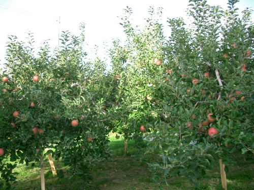 りんご収穫祭