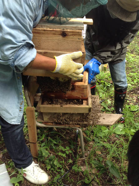 ニホンミツバチのハチ箱
